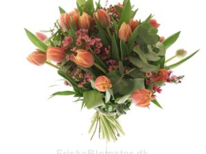 tulipaner og voksblomst